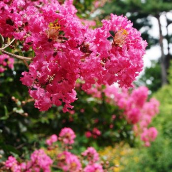 Lagerstroemia Indica (Myrta krepová) ´HOPI´ - kont. C2L, výška: 20-30 cm (-15°C)
